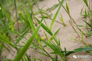 花魔芋：山野草的仙气
