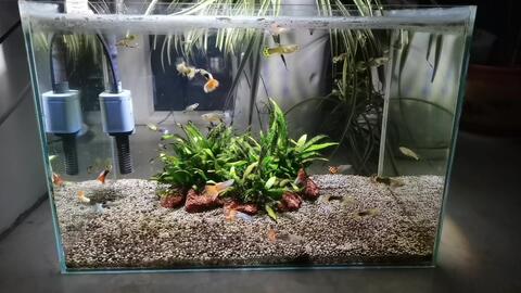 孔雀鱼缸里的水草选择：适合的绿色伙伴