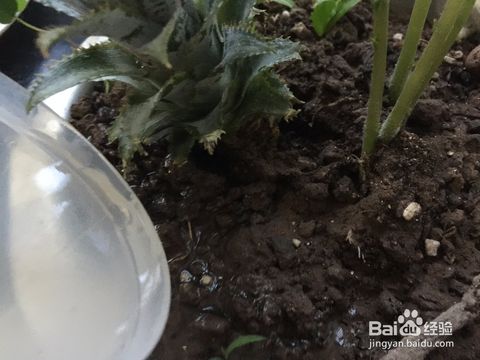 菠萝头变废为宝？家庭种植法