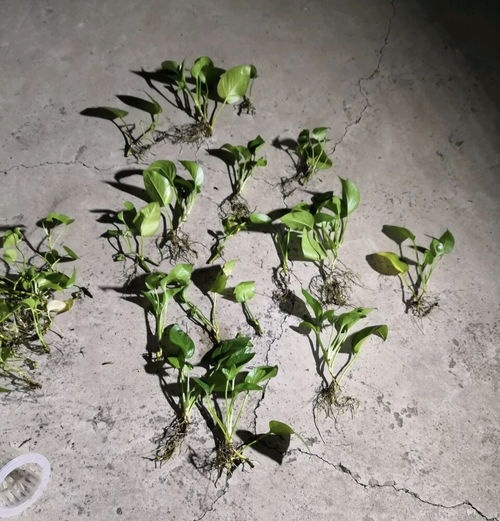 PVC绿萝柱制作：先裁剪PVC管