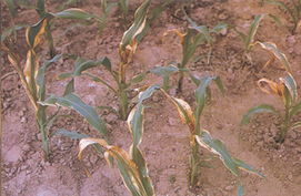 苦麦菜种植的烦恼：杂草问题怎么解决？