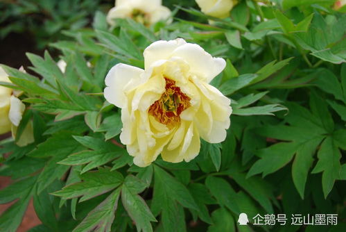 牡丹花种植时需要注意哪些细节，才能保证其健康生长和开花