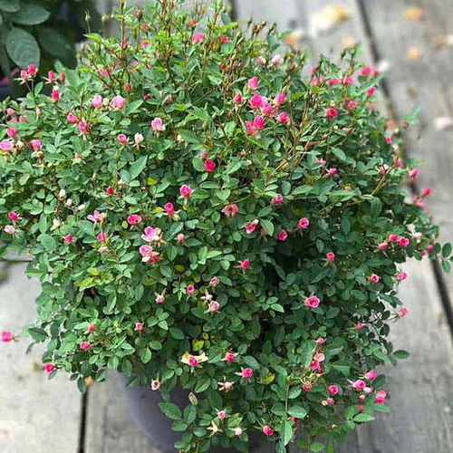 姬乙女月季：红色系中的独特存在