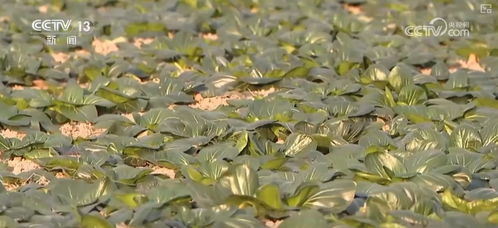 黑塌菜的种植与发展