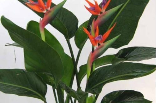 佛手花培植，如何让花朵更艳丽