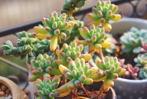 睡莲在水里生长，肥料选哪种？