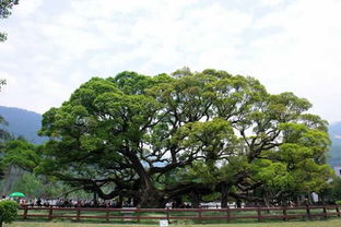 那松树比榕树矮矮的呢？