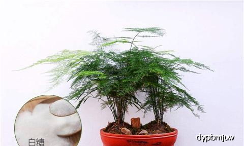 鲜切花生根潜力与安全性探讨：畜牧领域新视角