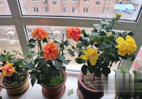 夏季：玫瑰的挑战与美丽