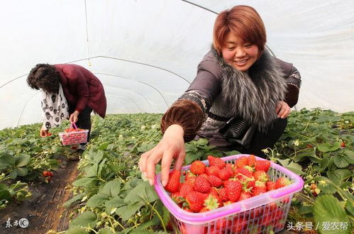 草莓大棚冬天除草，我咋个选啊？
