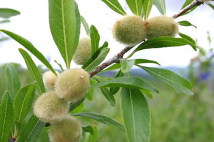 沙姜种植常见病害及防治经验