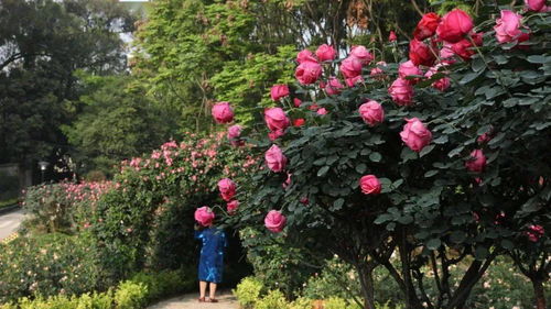 月季花的花期到底有多长呢？