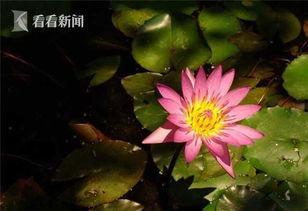 北方室外热带睡莲的冬季保护秘籍