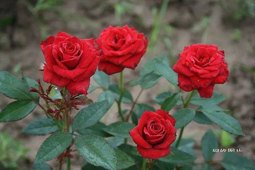 微型月季花养护全攻略：钻石月季花开繁茂花期延长