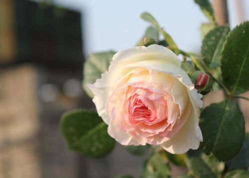 适当浇水，保持土壤湿润