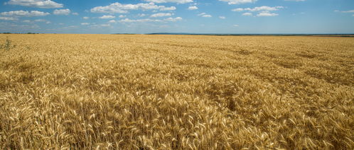 百草枯，厉害不厉害？