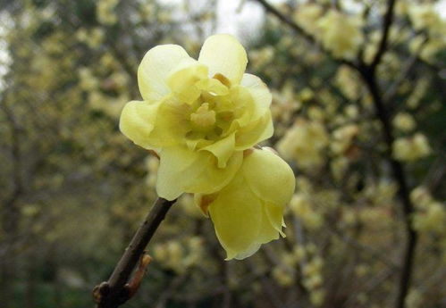 骨红：艳丽与香气的完美结合