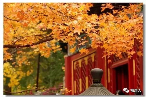 银杏的象征意义和历史文化传承在哪些方面体现了中华民族的精神