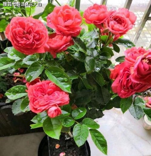 立秋后的月季， 绽放秋日美景