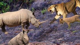 母牛子宫脱出治疗指南：怀孕后期的护理策略