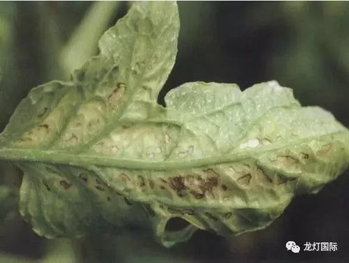 夏天月季叶斑病和锈病防治攻略， 让植株不枯萎