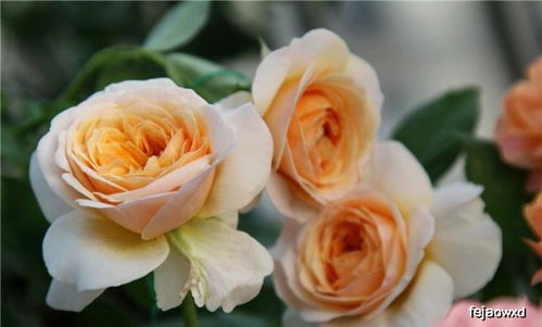 修剪后施肥，月季geng健康