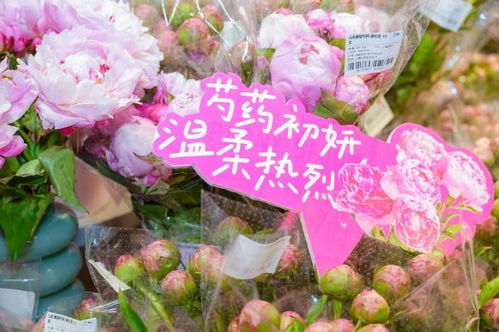 芍药花种植技巧，打造美丽芍药花园的基础知识