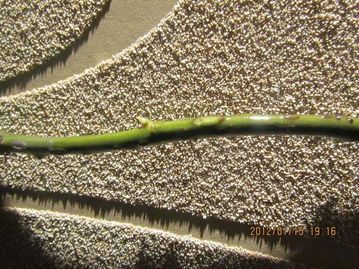 玫瑰花插水里嫩活多久？