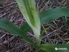 合理用药，掌握浓度