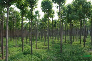 梓树育苗：浇水次数不当，出苗率竟降低60%？