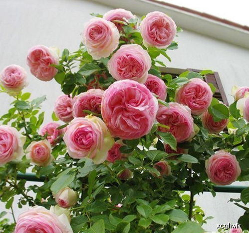 春季：万物复苏，月季生长正当时