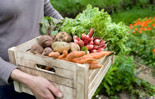 柳州特色种植：水果与蔬菜的交响曲