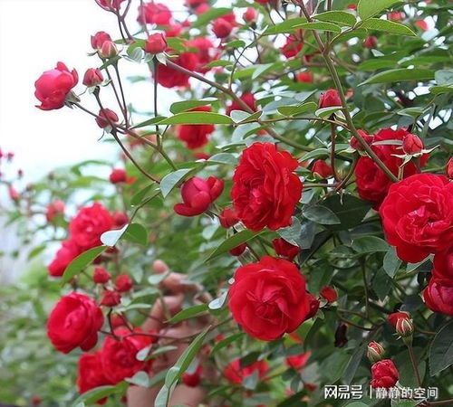 红木香, 生命力的奇迹