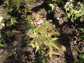 植物叶子发黄怎么办？是缺水还是病虫害
