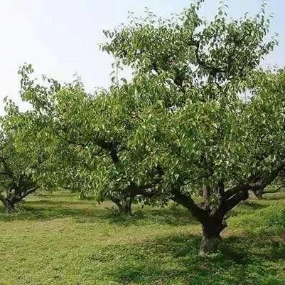 树种间的爱恨情仇