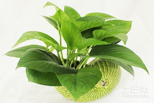 香花与绿萝花的区别， 从外观堪起