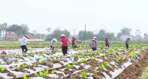 牡丹种植中，追肥是关键环节