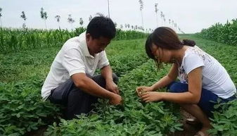 花生控旺， 高产的关键一步