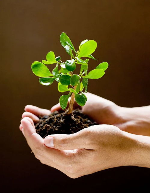 发芽测定的意义