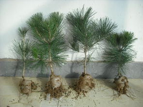 黑松苗木的价格之谜