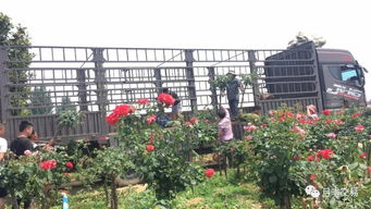 月季：南阳的名片