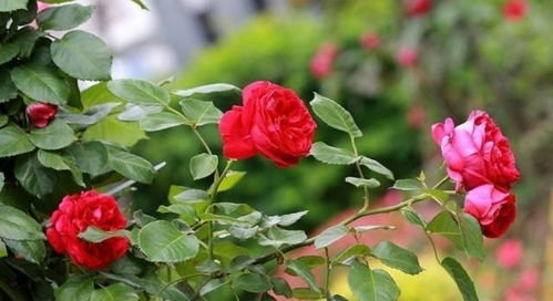 月季花室内养护指南：如何让花儿开不停