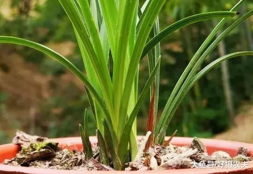 兰花翻盆后 喷百菌清有讲究