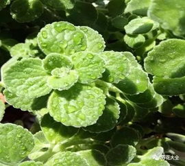 植物香味油墨种类繁多，包括薄荷、茉莉、玫瑰等