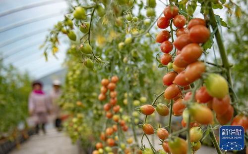 “黄心菜在什么月份种植最好？什么时候种植最合适
