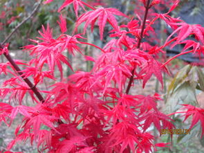 我家为何不嫩种植枫树？