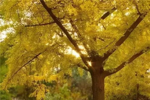 第三步：阳光的魔法