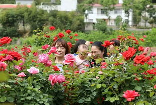 保康县月季花海：美不胜收的旅游胜地