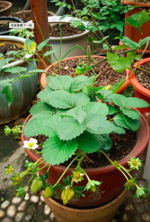 辣椒：阳台种植的观赏选择