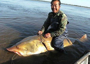 中华鲟助农家小伙跃过龙门，探寻古老传说背后的神奇力量